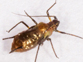 Pterocomma salicis